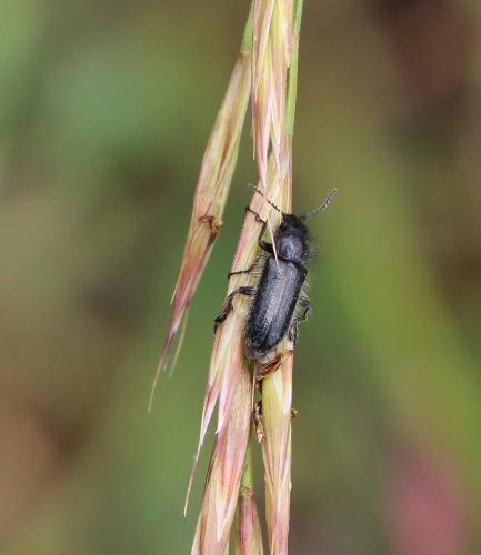 Enicopus sp.